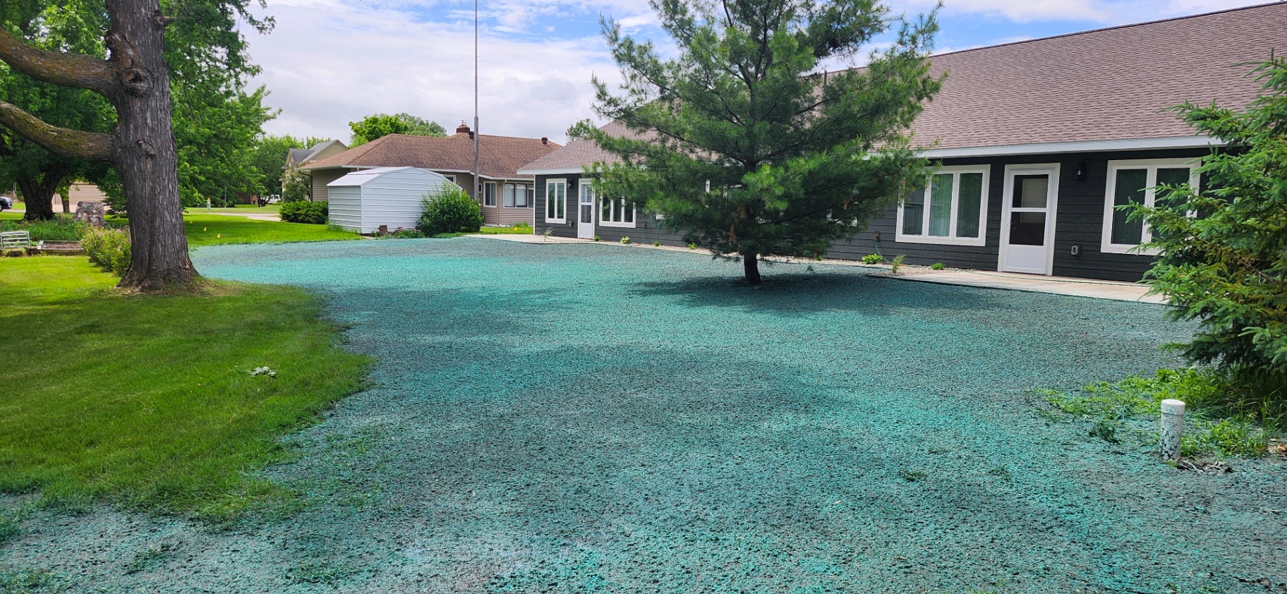 Fresh hydroseed applied to a residential yard